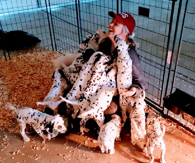 a person sitting on the ground laughing while a litter of Dalmation puppies crawl on them